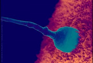 Egg and sperm fertilization