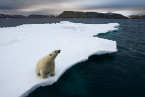 Polar Bear on Melting Iceberg in the Svalbard Islands