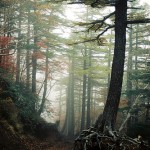 Aokigahara forest japan