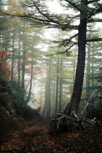 aokigahara-forest-japan