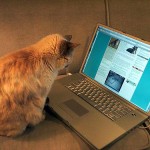 The blogging cat