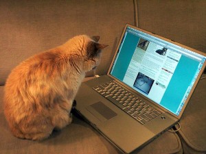 The blogging cat
