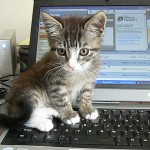 Cute kitten on keyboard