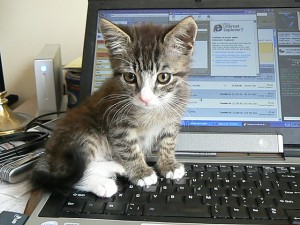 Cute kitten on keyboard
