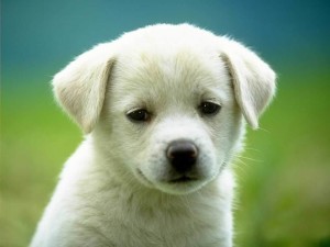 cute-puppy-large