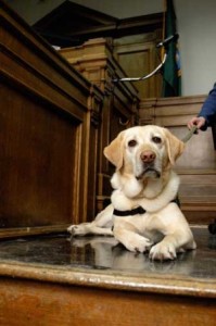 dogs-in-courthouse