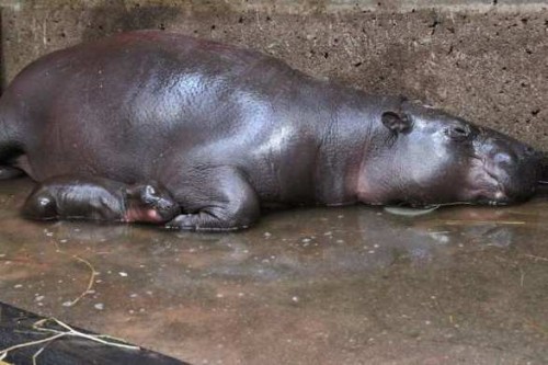 Sleeping mother and child hippos