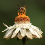 Honey bee on flower