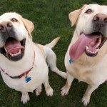 Labrador retrievers sniff cancer