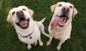 Labrador retrievers sniff cancer