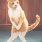 Modesty cat