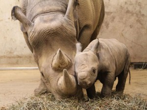 Mother and child rhinos