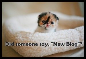 new-blog-kitten