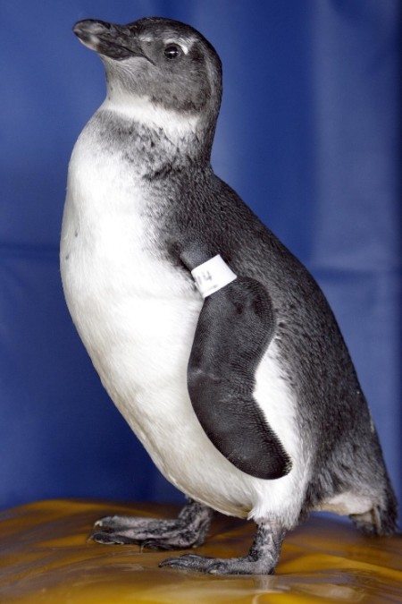 penguin-for-adoption