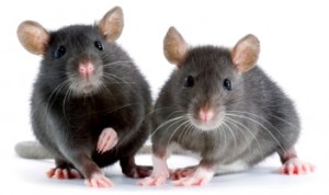 Pet rats