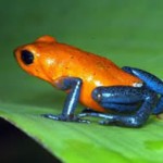 Poison dart frog