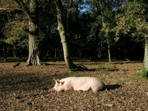 sleeping-pig