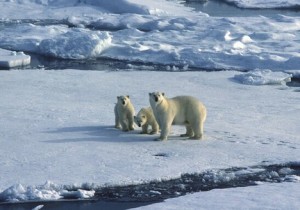 three-polar-bears-climate-change