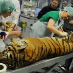 Tiger gets hip replacement