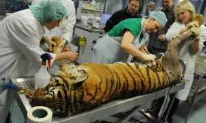 Tiger gets hip replacement